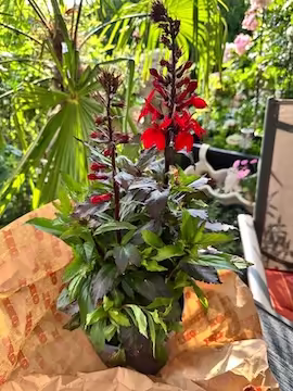 Blumen zum Geburtstag