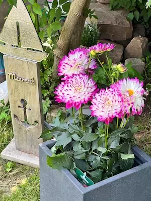 Marion Daghan-Malenky Geschenke